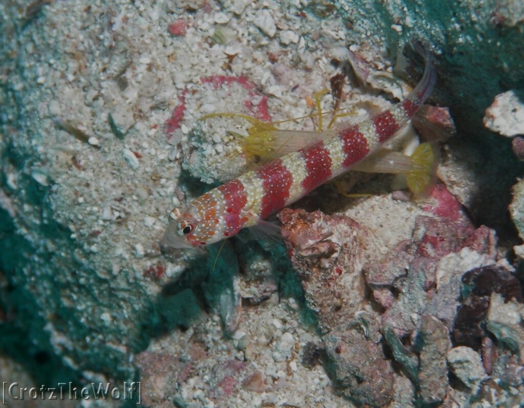 gorgeous shrimpgoby