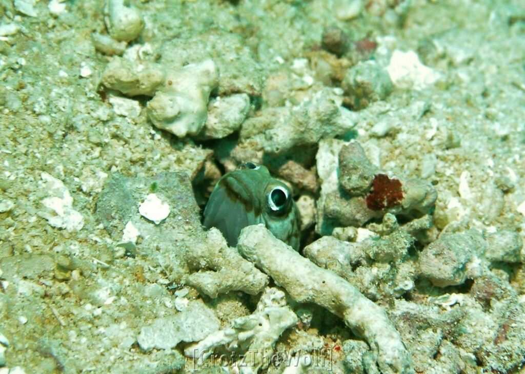 goby