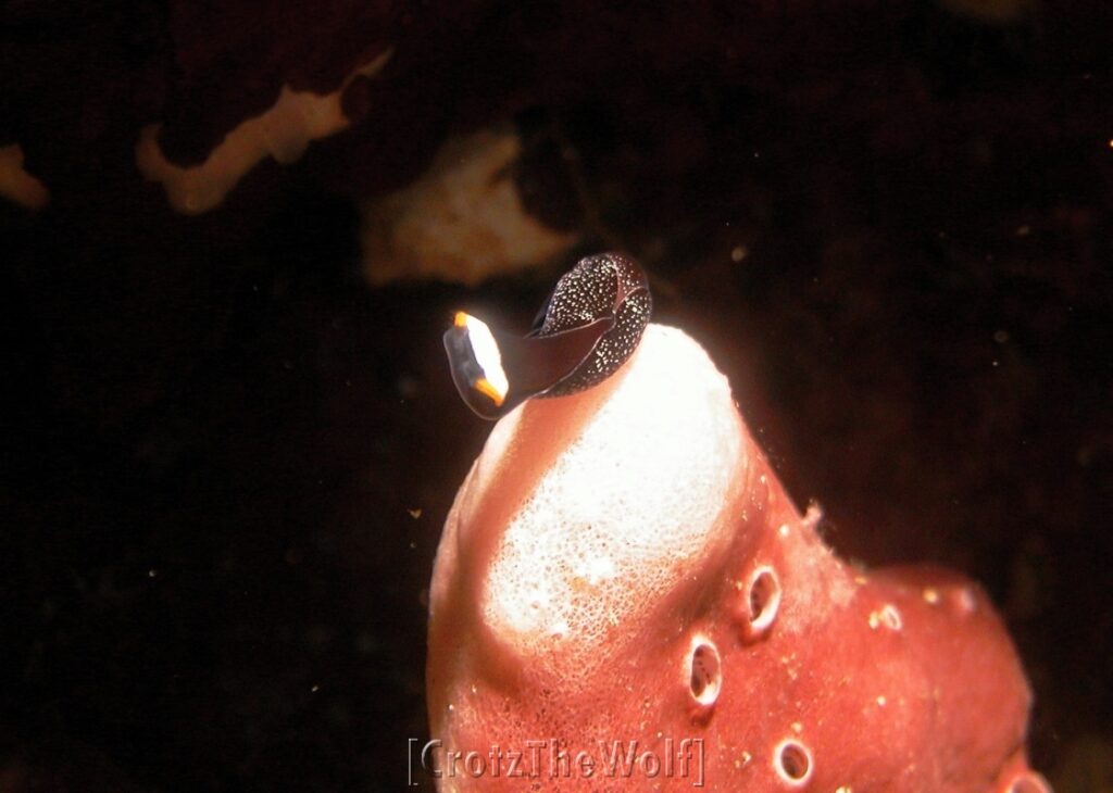 flat worm