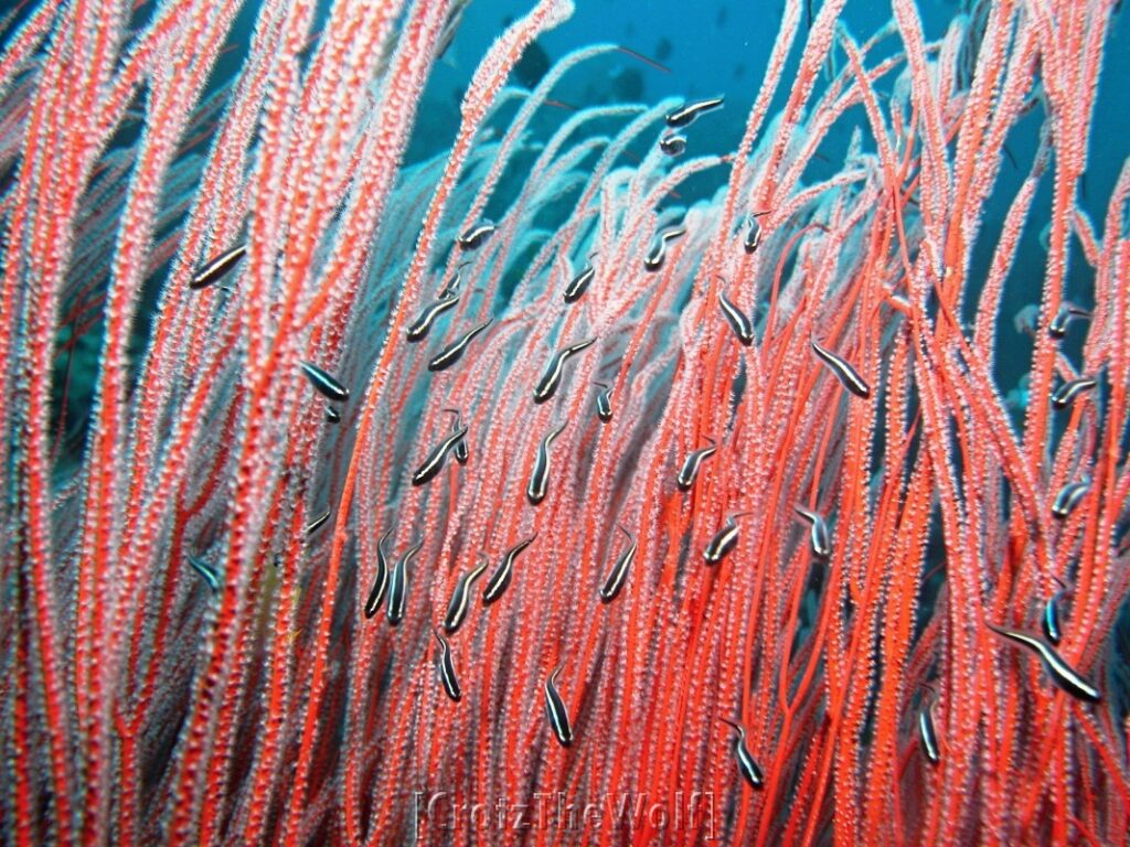 striped eel catfish