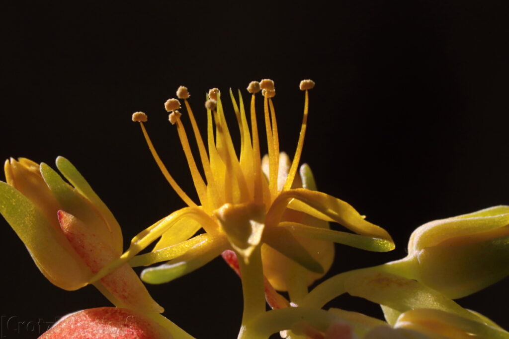 a flower inthe darkness