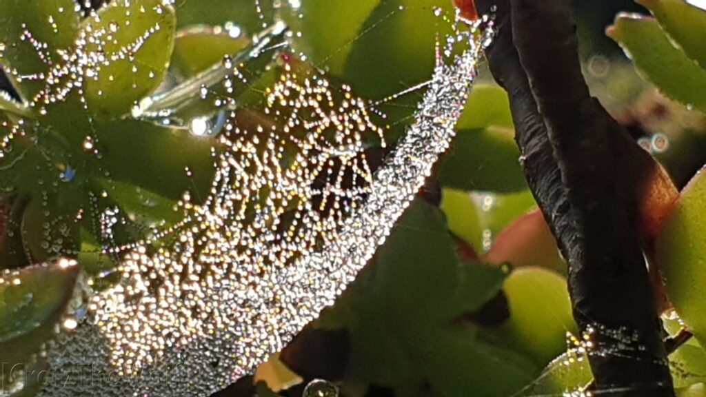 frozen spider web