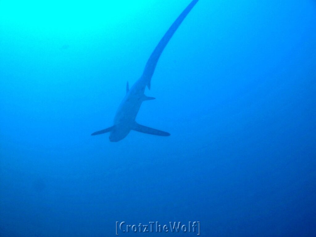 thresher shark