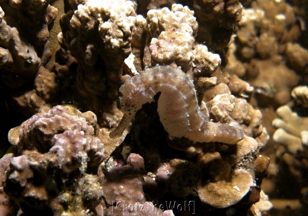 seahorse