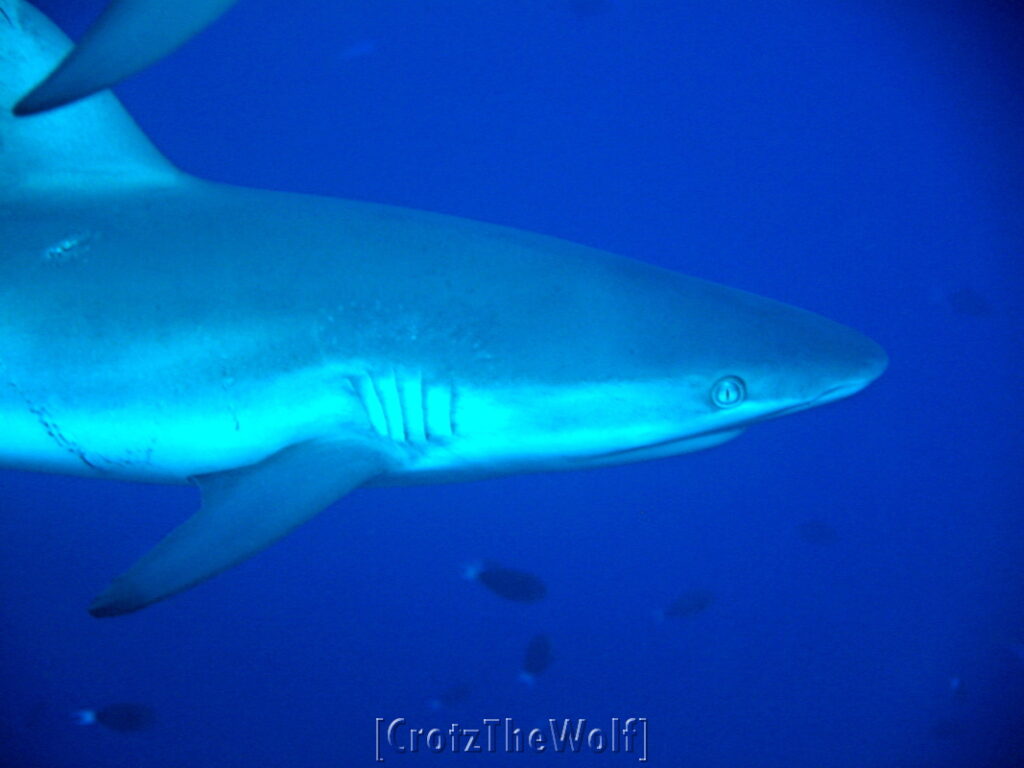 shark