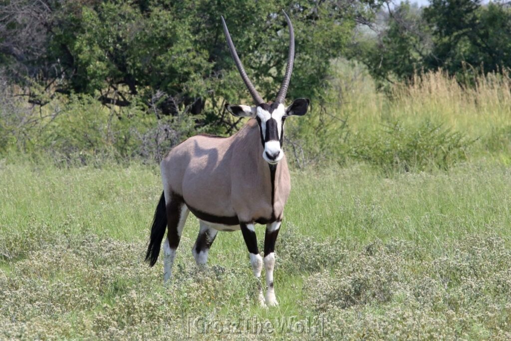 oryx