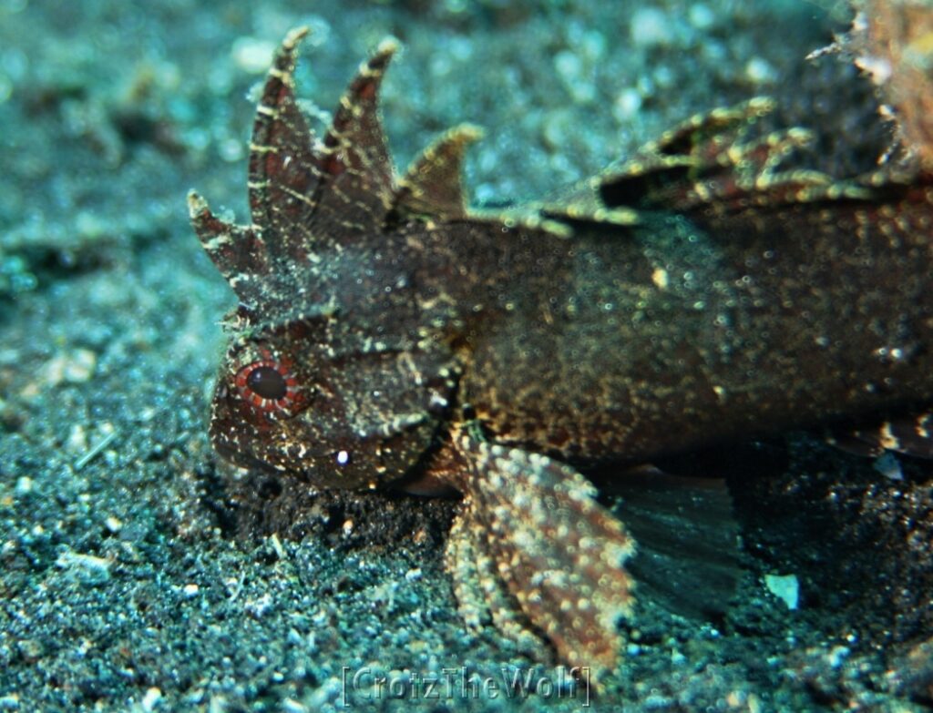 waspfish longspine