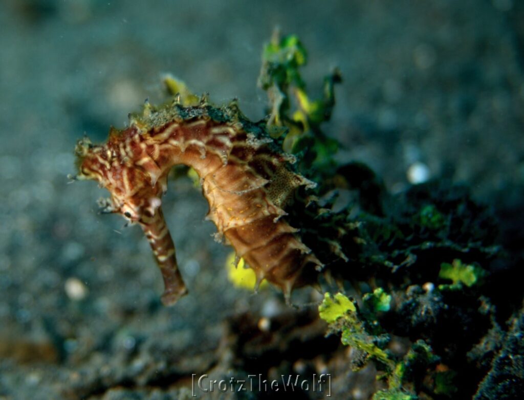 seahorse