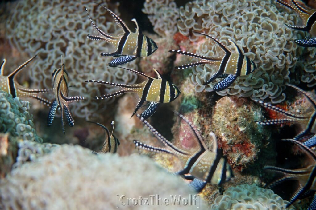 cardinalfish bangga