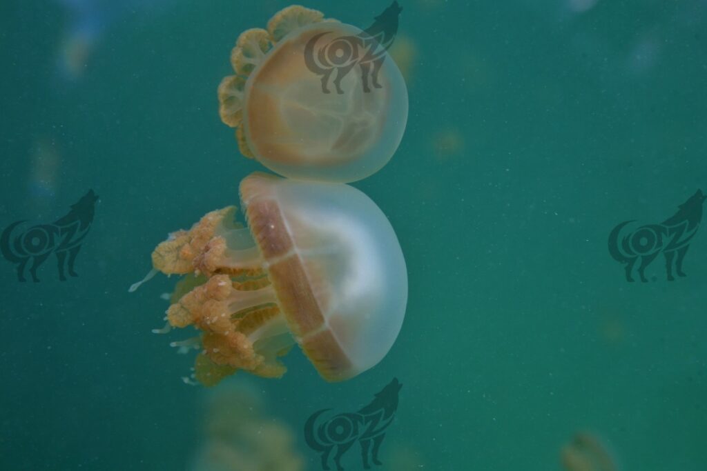 jellyfish