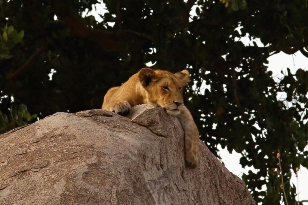 lion