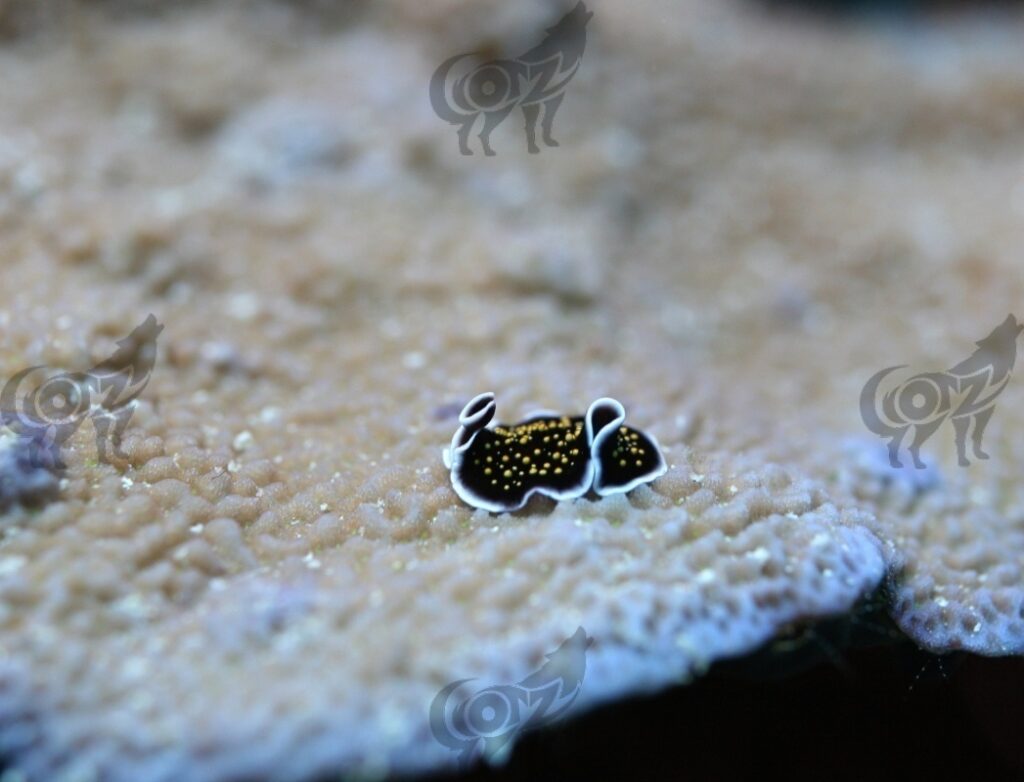 nudibranch