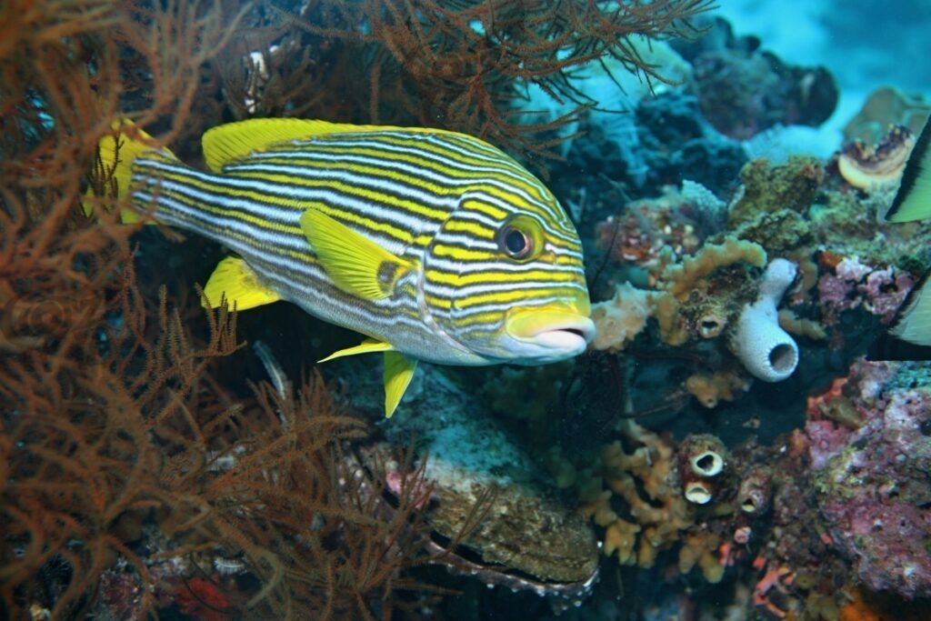 sweetlips
