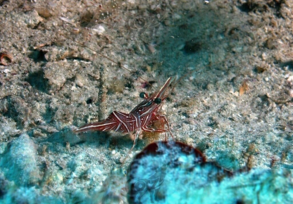 shrimp sexi