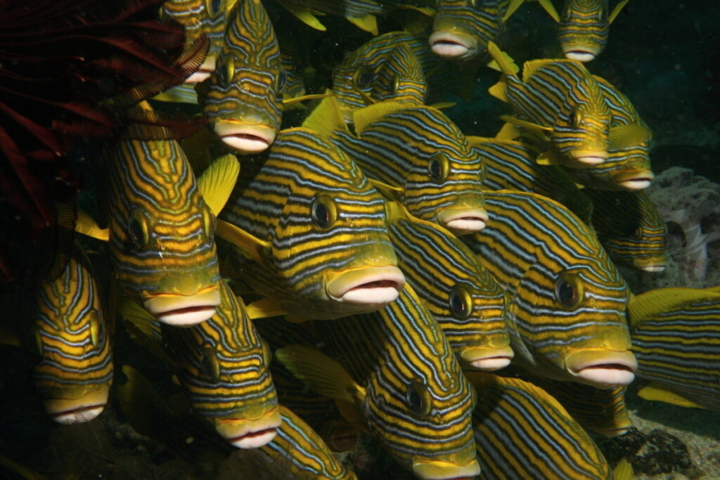 sweetlips oriental