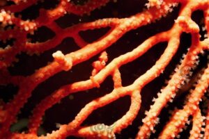 pigmyseahorse denise